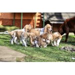 Švycký honič - štěňata