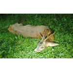 Maďarsko - lov srnca okolie Győr