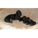 Jezevčík hladkosrstý standard