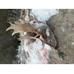 Přijmeme myslivce do honitby Rokytá