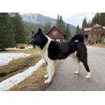 Ruskoevropská lajka