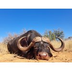 Lov byvola v Afrike 2026