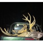 Lov Karpatskeho jeleňa v ruji