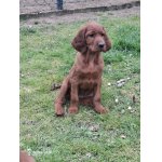 Irský setr - prodám štěňata