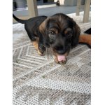 Jezevčík drsnosrstý trpasličí/králičí