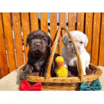 Nabídka štěňat labradorského retrievera