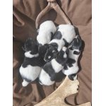 Foxteriér hladkosrstý s PP