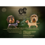 Jezevčík drsnosrstý standard