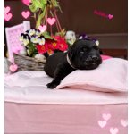 REZERVACE Labradorský Retriever s PP