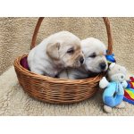 Nabídka štěňat labradorského retrievera