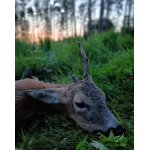 Povolenka k lovu srnců