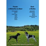 Český fousek-štěňata