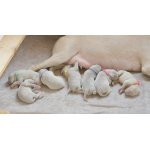 Výmarský ohař - štěně s PP