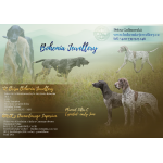 Německý ohař krástkosrstý