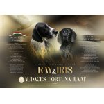 Německý krátkosrstý ohař