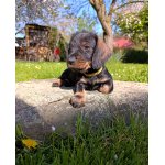 Jezevčík standard drsnosrstý