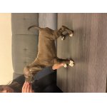 Anglicky pointer