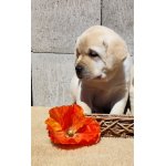 Nabídka štěněte labradorského retrievera