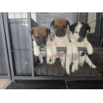 Foxterrier