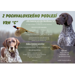 Volní pejsci NKO v CHS z Pochvalovského podlesí