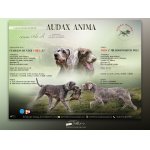 CHS Audax Anima očekává na konci května štěňátka slovenského hrubosrstého ohaře
