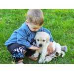 Nabídka štěněte labradorského retrievera