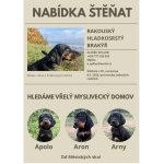 Nabídka štěňat Rakouského hladkosrstého brakýře