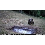 Lov medvěda ve Slovinsku