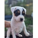 Parson Russel Terrier