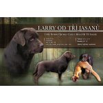 Čokoládový Labradorský retriever - šť.s PP