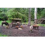 Nabídka - roční povolenka k lovu Středočeský kraj