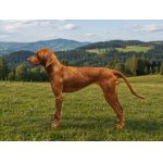 Maďarský ohař krátkosrstý