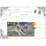 Italský Spinone