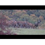 Jelenia ruja a farby jesene.