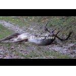 Daniel zabitý po súboji.