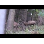 Najlepšie zábery z jelenej ruje 2025.