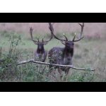 Veľa danielov a biela danielka.