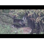 Danielia ruja a mrazivé ráno.