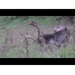 Danielia ruja blízke stretnutie.