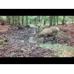 Život v lese (59 týždňov)