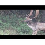 Obrovský lopatár a ďaľší s poškriabaným krkom.