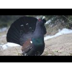 Útoky agresívneho hlucháňa.