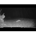 Líšky pred fotopascou.