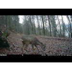 Srnček s jedným parohom rarita.