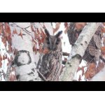 Ako vyzerá sovie zimovisko?