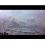 Čergov - jelenie hry - deer game