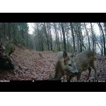 Srnčia a vysoká v zimnom lese.