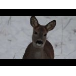 Srnčia pri solisku.