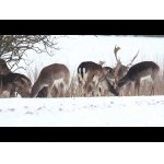 Daniele a vzácna suchá tráva.