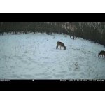 Srnčia hľadá potravu.